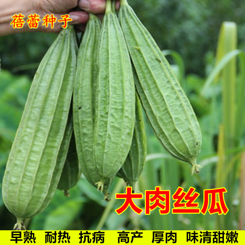 大肉丝瓜种子香甜棱角八角瓜种籽春秋季种耐热高产老品种蔬菜种孑