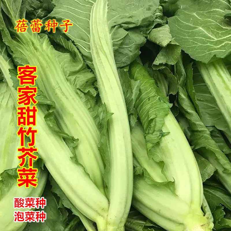 客家甜竹芥菜种籽秋季蔬菜种子大叶竹芥菜籽咸菜酸菜种四季青菜籽