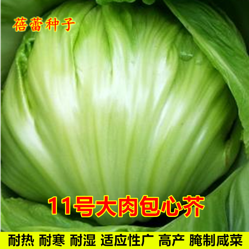 结球芥菜种子秋季大肉包心芥酸菜