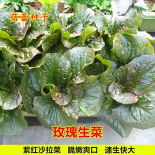 玫瑰生菜种子沙拉鲜食脆嫩紫红生菜四季速生青菜种籽阳台蔬菜种孑