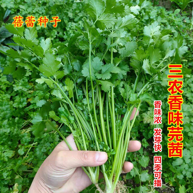 三农香味芫茜种子四季香菜种籽大叶芫荽阳台种菜耐热耐寒蔬菜种孑,鲜花速递/花卉仿真/绿植园艺,家庭园艺种子,淘宝优惠券,粉丝福利购,淘宝优惠卷