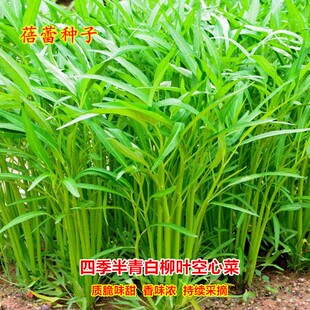 四季半青白柳叶空心菜种子脆嫩蕹菜通心菜蓊菜苗春秋季蔬菜苗籽孑