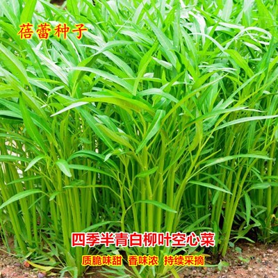 四季半青白柳叶空心菜种子脆嫩蕹菜通心菜蓊菜苗春秋季蔬菜苗籽孑