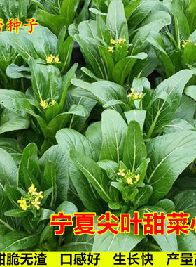 宁夏尖叶甜菜心种子四季油菜心种籽耐热耐寒青菜阳台盆栽蔬菜种孑