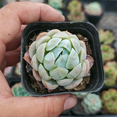 贝瑞