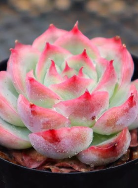 精品多肉 星影麦秆冰玉 侧影赫拉 实物实拍 单款包邮 带盆土发