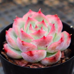 精品多肉 星影麦秆冰玉 侧影赫拉 实物实拍 单款包邮 带盆土发