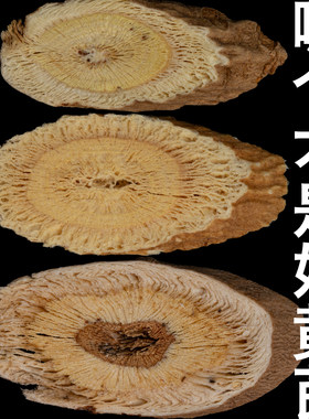 5年慢长仿野生子洲黄芪陕北高原