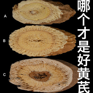 5年慢长仿野生子洲黄芪陕北高原