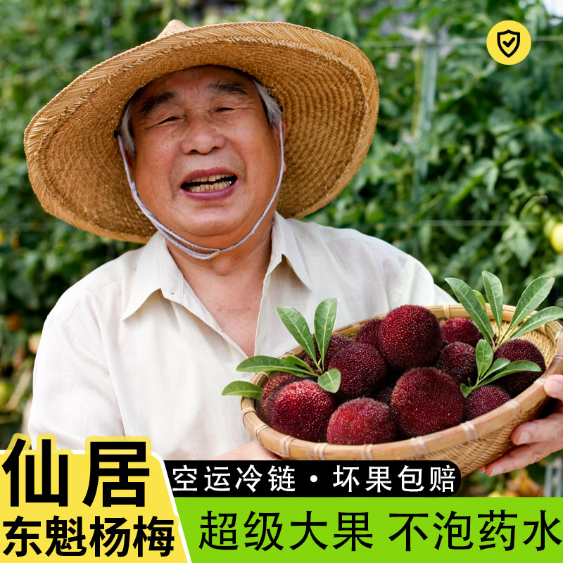 正宗仙居东魁杨梅特级乒乓球大果颗粒装当季孕妇水果包邮空运冷链
