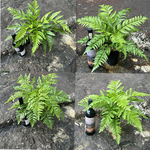 新款仿真蕨类植物室外绿植霸王蕨狼尾蕨凤尾蕨把束软胶防晒叶子