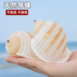 天然海螺贝壳琴螺寄居蟹壳鱼缸水族造景装 饰品家居空气凤梨多肉盆