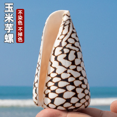 天然大海螺贝壳蛇皮玉米芋螺鱼缸造景装饰儿童科普收藏家居摆件