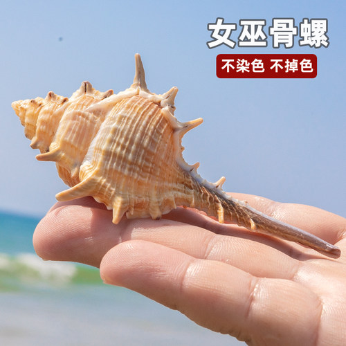 女巫骨螺天然海螺贝壳刺螺拍照摄影道具鱼缸水族摆件装饰品造景