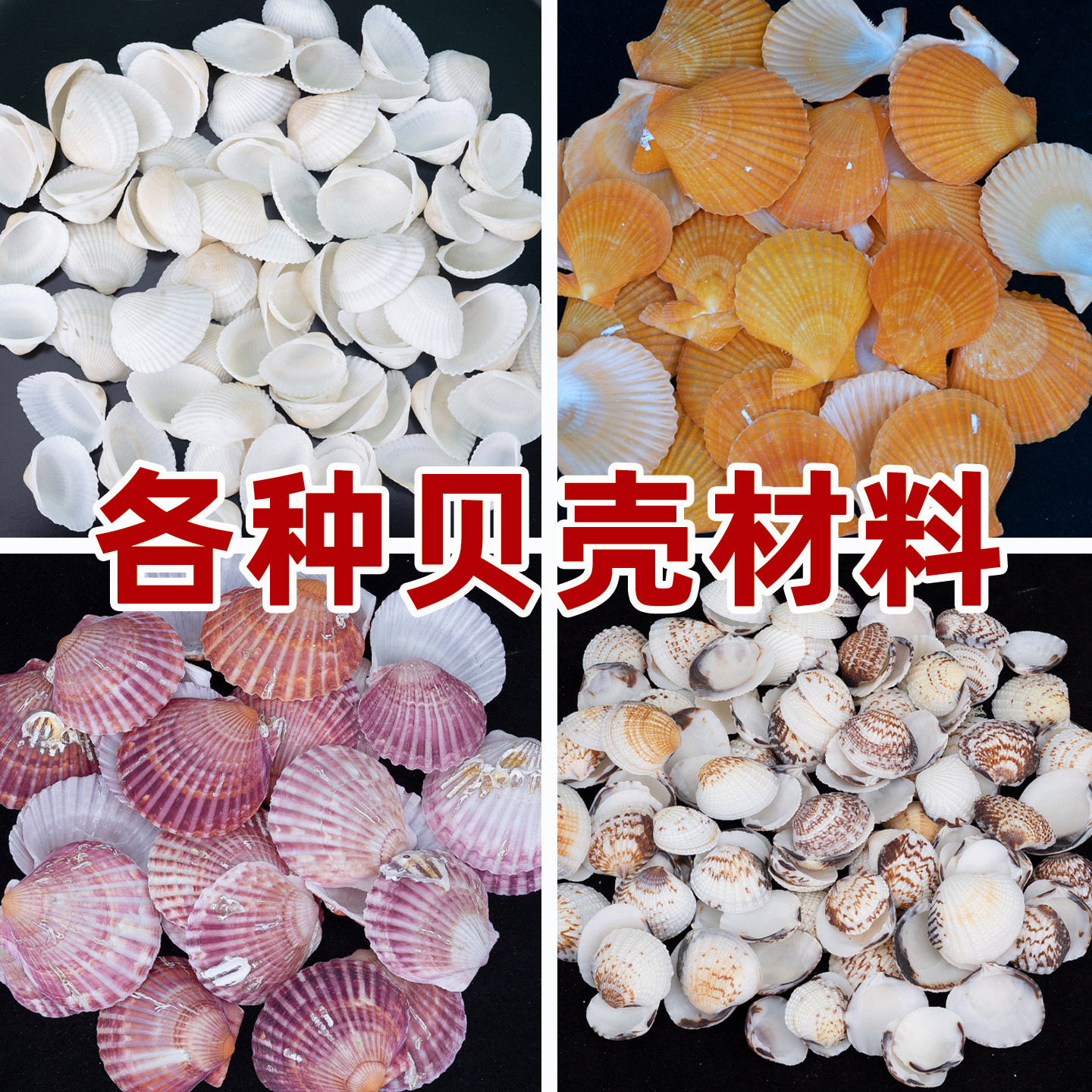 天然海螺彩色贝壳雪贝粉红扇贝白色贝壳摆件手工风铃挂件材料配件