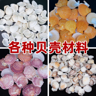 天然海螺彩色贝壳雪贝粉红扇贝白色贝壳摆件手工风铃挂件材料配件