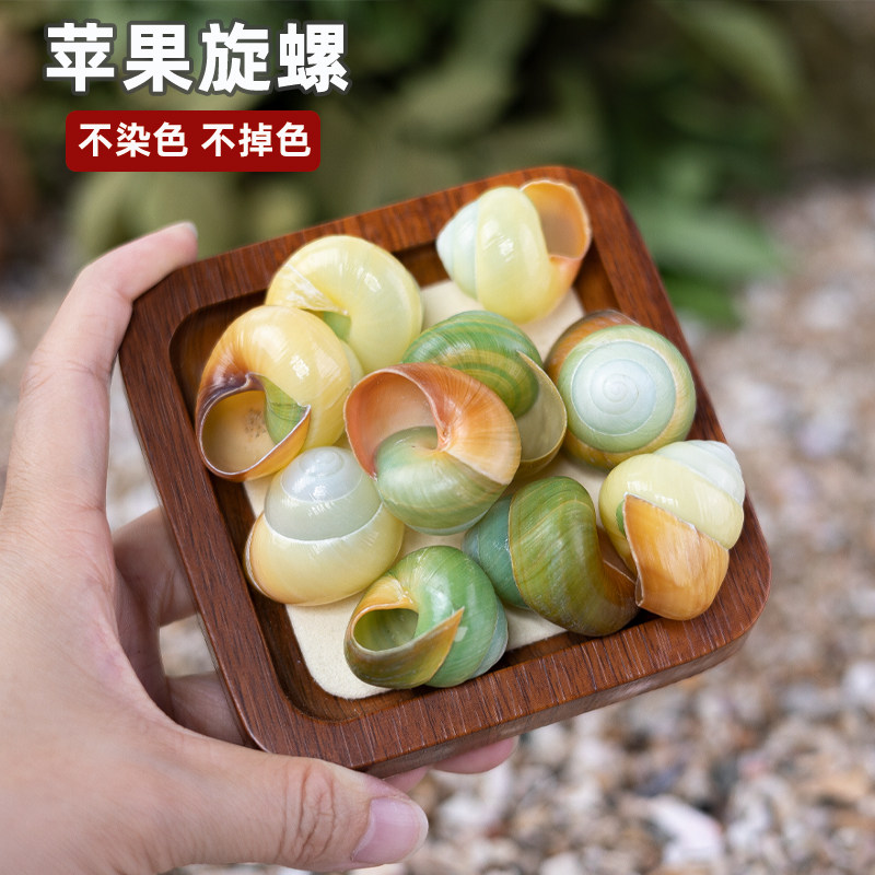 苹果旋卷蜗牛壳寄居蟹卷贝鱼替换壳精品海螺贝壳鱼缸摆件家居装饰