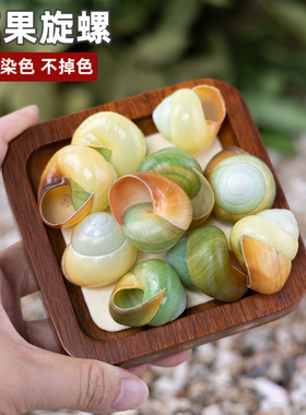 苹果旋卷蜗牛壳寄居蟹卷贝鱼替换壳精品海螺贝壳鱼缸摆件家居装饰
