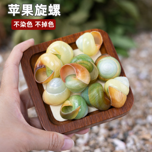 苹果旋卷蜗牛壳寄居蟹卷贝鱼替换壳精品海螺贝壳鱼缸摆件家居装饰