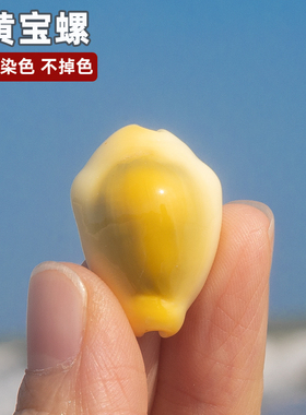 天然海螺贝壳黄宝贝螺diy