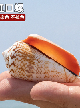 天然海螺贝壳红口螺鱼缸装饰