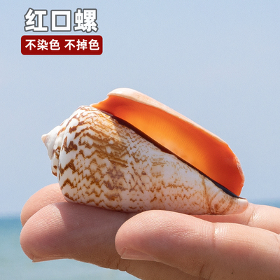 天然海螺贝壳红口螺鱼缸装饰