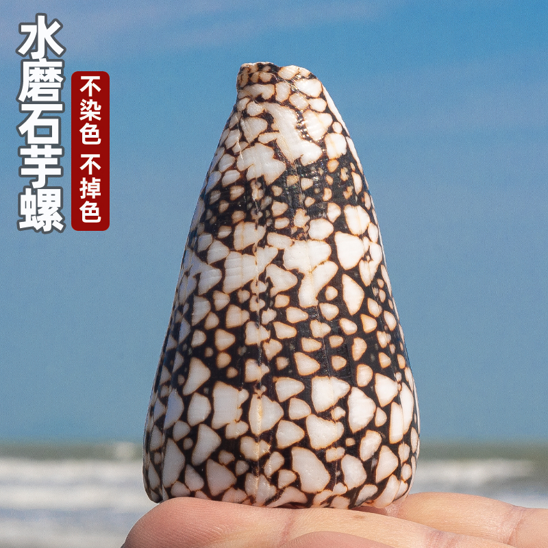 鱼缸水族造景贝壳水磨石芋螺