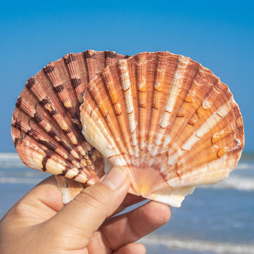 天然扇贝单片贝壳DIY鱼缸装饰
