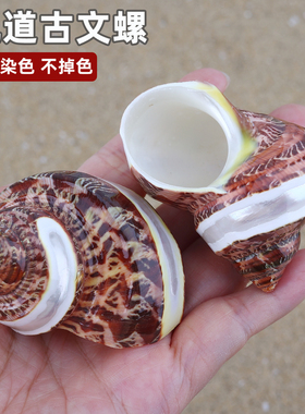 天然古文螺贝壳寄居蟹替换壳
