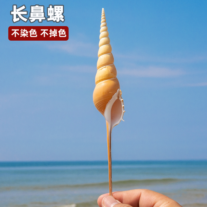 天然海螺贝壳马丁长鼻螺标本收藏家居摆件装饰DIY创意礼品