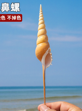 天然海螺贝壳马丁长鼻螺标本收藏家居摆件装饰DIY创意礼品