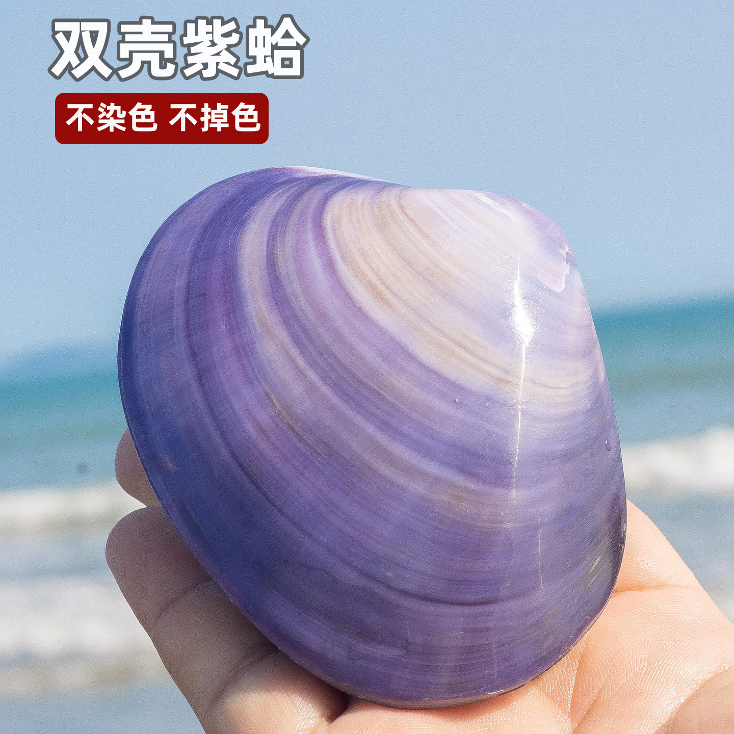 天然海螺贝壳双壳紫蛤贝壳家居摆件鱼缸造景拍摄道具装饰收藏品,家居饰品,海螺/贝壳/珊瑚,淘宝优惠券,粉丝福利购,淘宝优惠卷