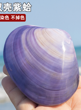 天然海螺贝壳双壳紫蛤贝壳