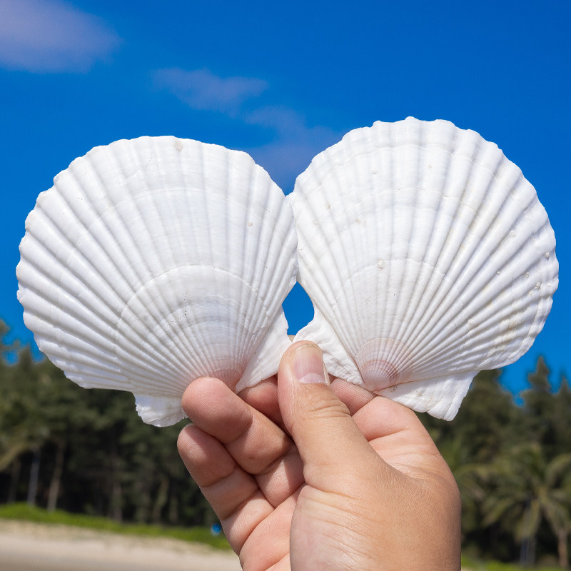 天然海螺贝壳白色大扇贝幼儿园手工diy绘画涂鸦小贝壳拍摄道具,家居饰品,海螺/贝壳/珊瑚,淘宝优惠券,粉丝福利购,淘宝优惠卷