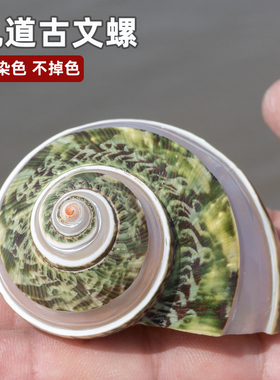 轨道古文螺大号寄居蟹替换壳