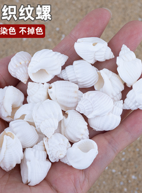 白织纹螺贝壳DIY造景道具
