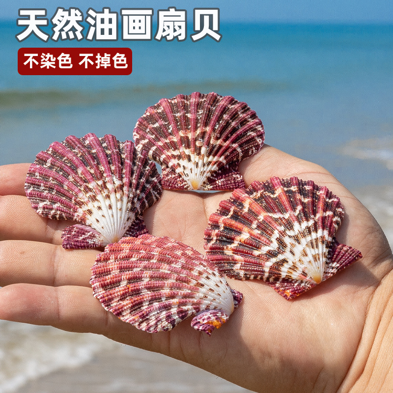 天然海螺贝壳彩色油画扇贝婚庆贴墙装饰鱼缸水族造景收藏单面儿童图片