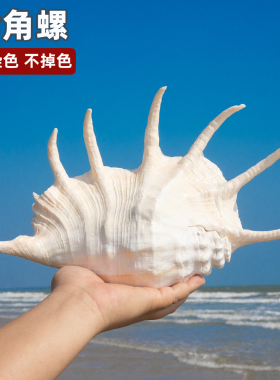 天然大七角螺贝壳鱼缸造景道具