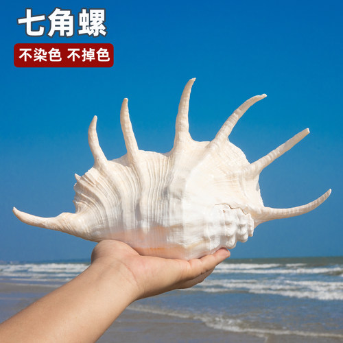 天然大七角螺贝壳鱼缸造景道具