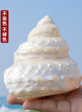 天然海螺贝壳荧光珍珠塔螺夜光塔螺鱼缸水族装饰造景收藏摆件标本