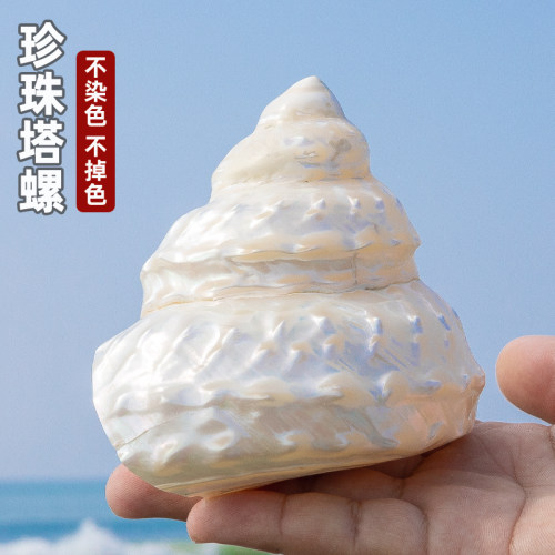 天然海螺贝壳荧光珍珠塔螺夜光塔螺鱼缸水族装饰造景收藏摆件标本