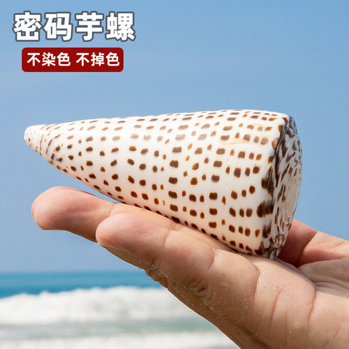 天然海螺贝壳白色玉米螺密码芋螺鱼缸装饰品造景家居摆件儿童科普