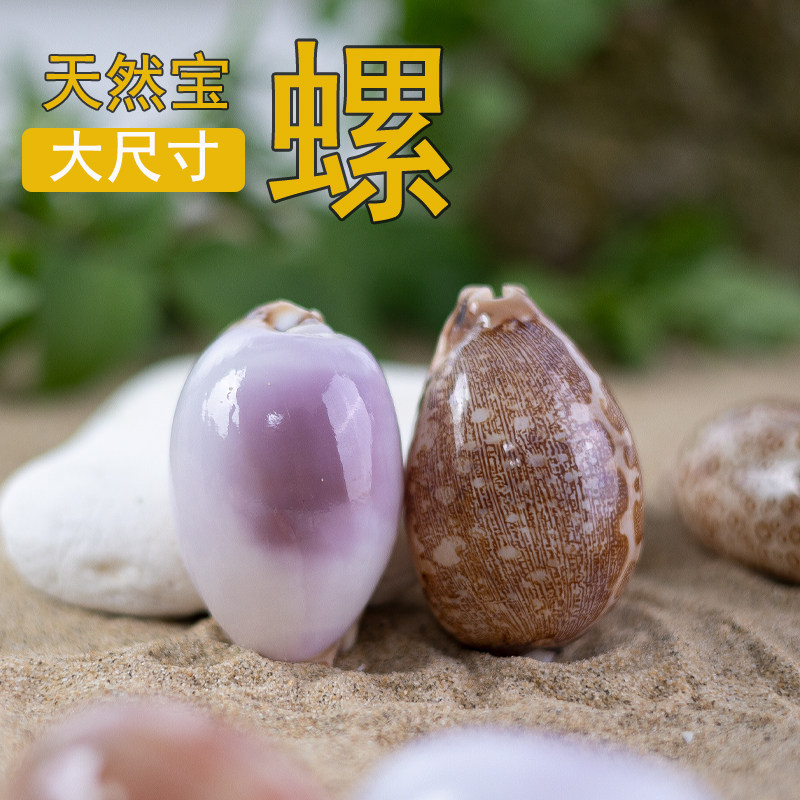天然海螺贝壳海螺鱼缸摆件图片