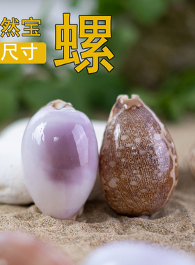天然海螺贝壳海螺鱼缸摆件