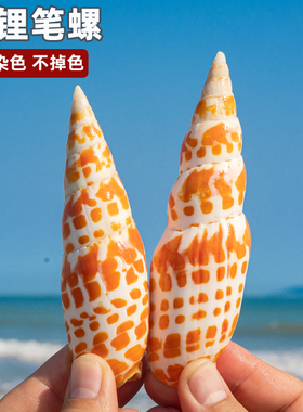 天然海螺贝壳红笔螺锦鲤