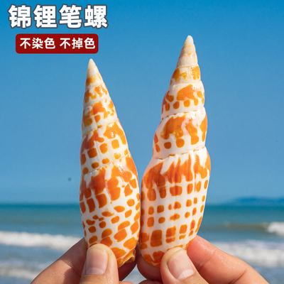 天然海螺贝壳红笔螺锦鲤