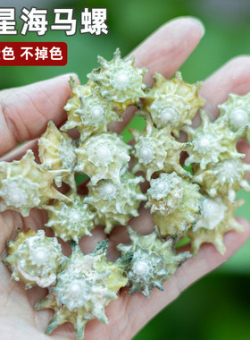 七星海马螺天然贝壳海螺标本收藏许愿瓶手工diy装饰配件鱼缸造景