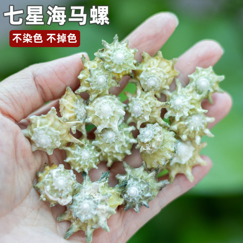 七星海马螺天然贝壳海螺标本收藏许愿瓶手工diy装饰配件鱼缸造景