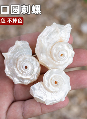 天然海螺贝壳银口圆刺螺卷贝鱼寄居蟹替换壳鱼缸造景摆件手工diy
