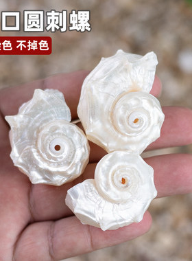 天然海螺贝壳银口圆刺螺卷贝鱼寄居蟹替换壳鱼缸造景摆件手工diy